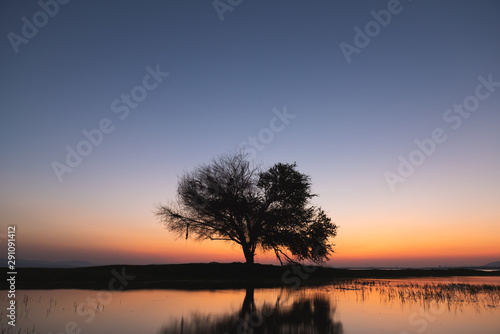 Trees in the flooded during sunset Pa Sak Jolasid dam, Thailand