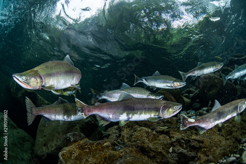 School of Karafuto Trout photo