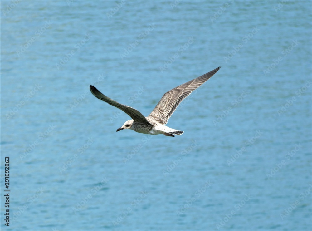 Seagull fly high in the sky above the sea Seagull fly high in the sky above the sea