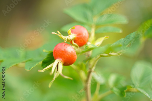 Rose hip dogrose on green nature background with leaves closeup.