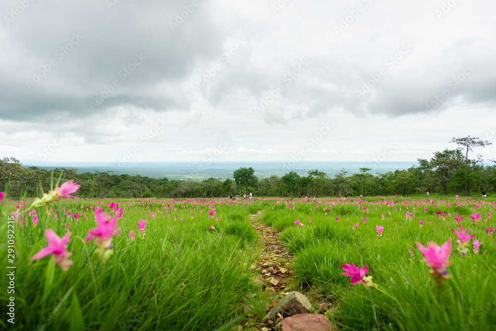 Obraz premium Siam tulip field, flower field, blooming flowers in rainy season at Thung Bua Sawan View Point (Thung Dok Krachiao), Sai Thong National Park, Chaiyaphum, Thailand