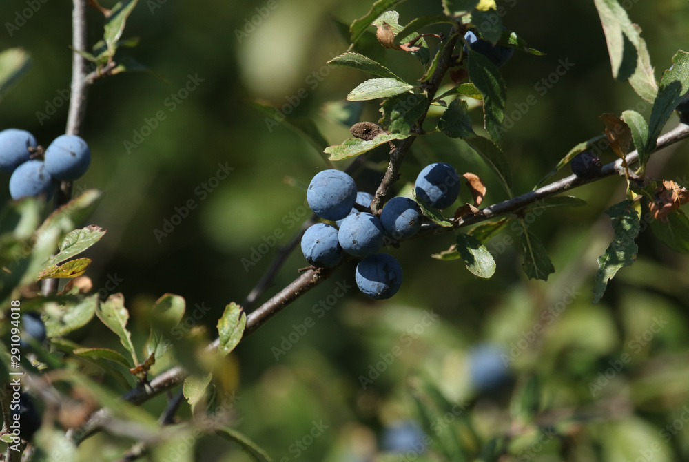 A branch of ripe Blackthorn or Sloe, Prunus spinosa, growing in the wild in the UK.