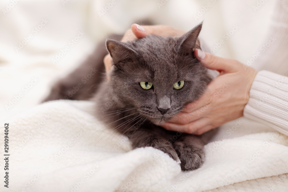 Female hand playing with a beautiful gray fluffy cat.