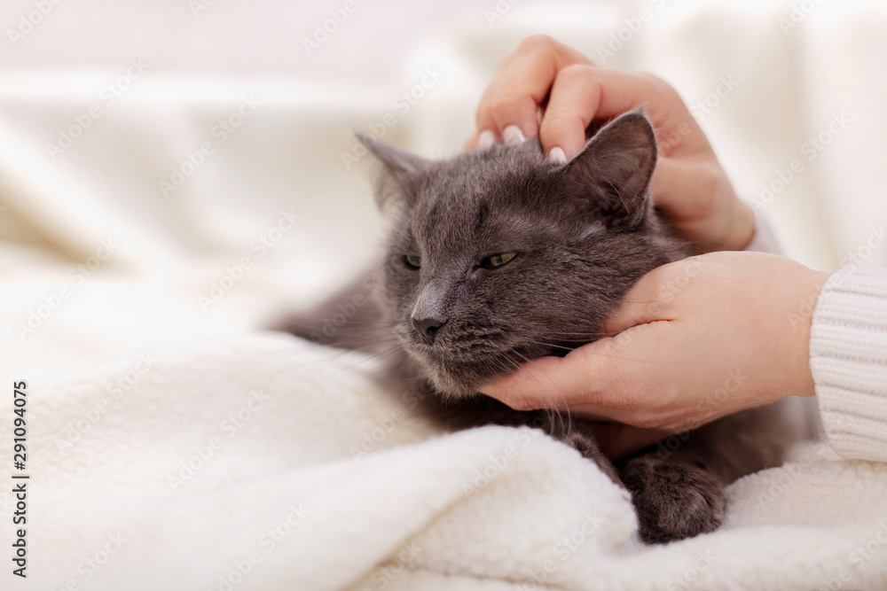 Female hand playing with a beautiful gray fluffy cat. Female hand playing with a beautiful gray fluffy cat.