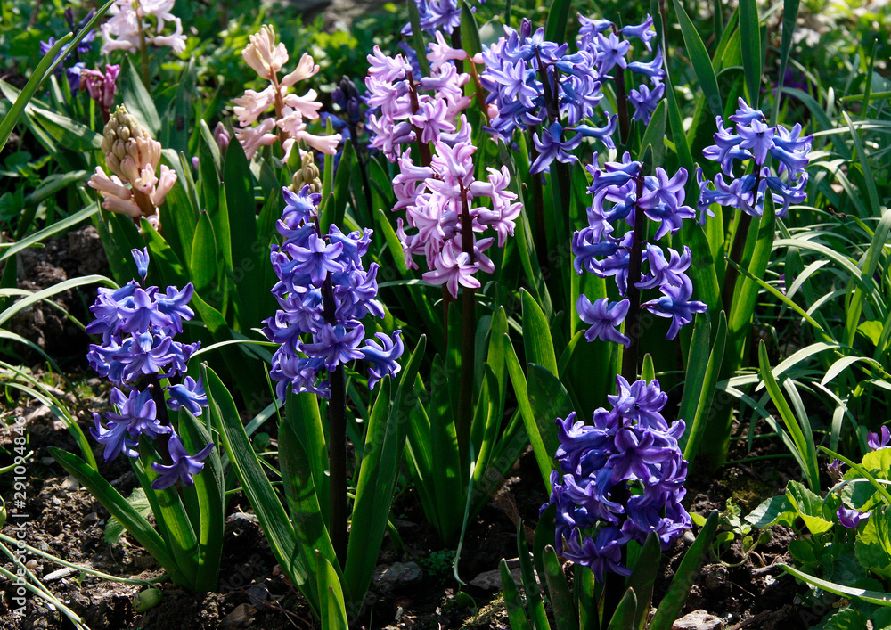 Fototapeta premium hyazinten