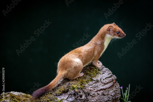 weasel photo