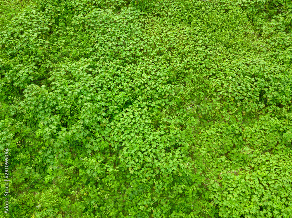 Top View of City Park, Green Zone Top View of City Park, Green Zone