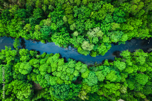 Green forest and river in Tuchola national park, aerial view