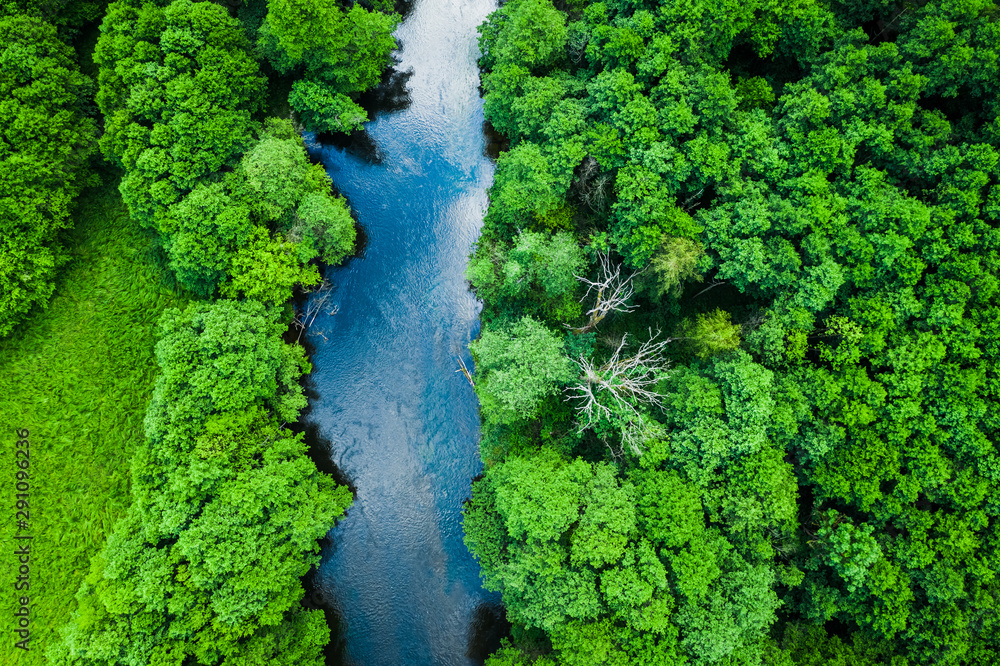 Aerial view of forest and river in Tuchola national park - obrazy, fototapety, plakaty 