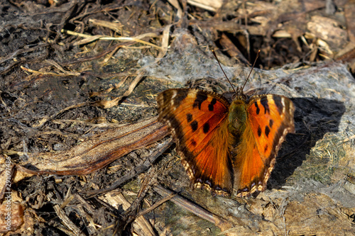 brown butterfly multiflorum black and red sits on brown stubby foliage and disguises itself photo