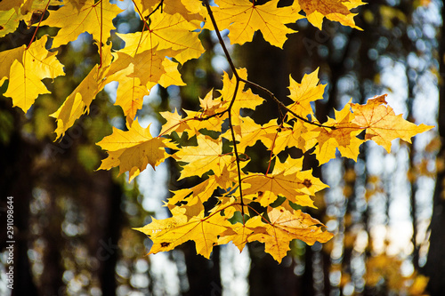 Autumn leaves in the park
