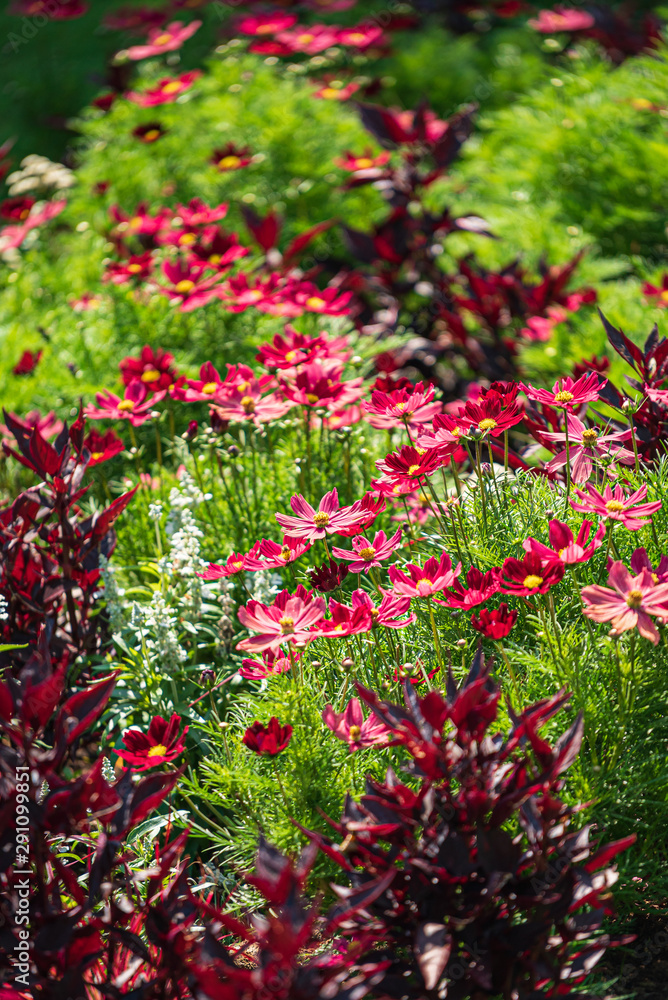 nice summer field with beautiful flowers