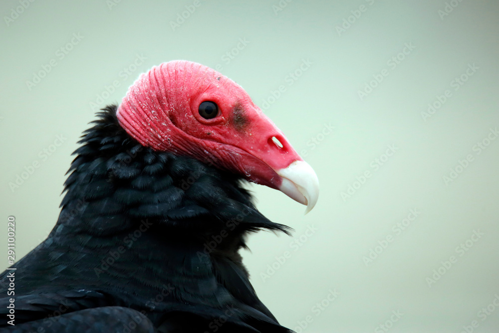 Close-up of a Turkey Vulture (Cathartes aura). Paracas, Peru Close-up of a Turkey Vulture (Cathartes aura). Paracas, Peru