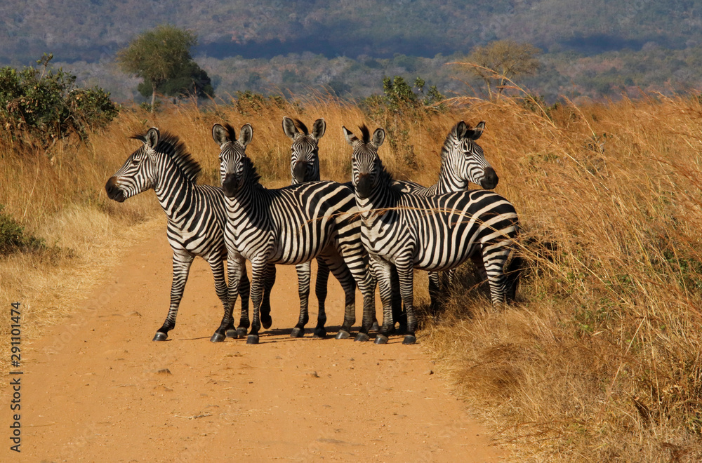 Obraz premium Wild Zebras in Africa