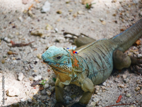 Blue iguana reptile lizard of the Cayman Islands