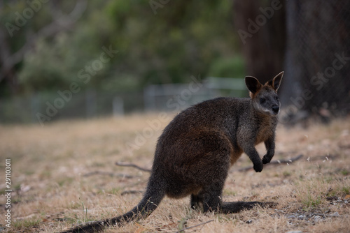 Fotografía Swamp Wallaby Wallabia bicolor Australia