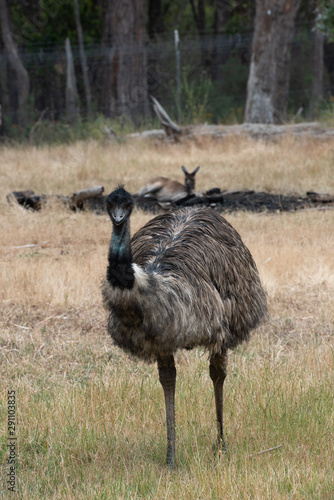 Emu Dromaius novaehollandiae, Australian giant bird