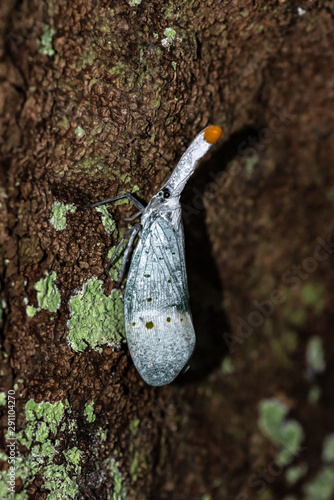 Lanternfly Pyrops ruehli photo