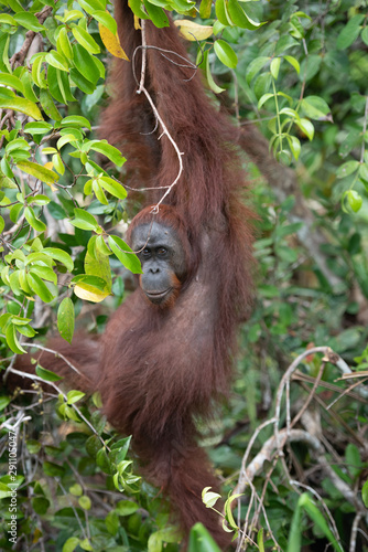 Borneo Orangutan Pongo pygmaeus Tanjung Puting Indonesia © Francesco