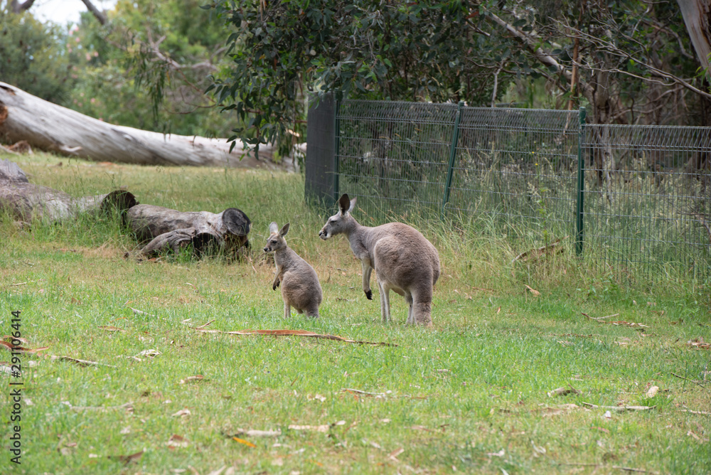 Grey kangaroo macropus giganteus Grey kangaroo macropus giganteus