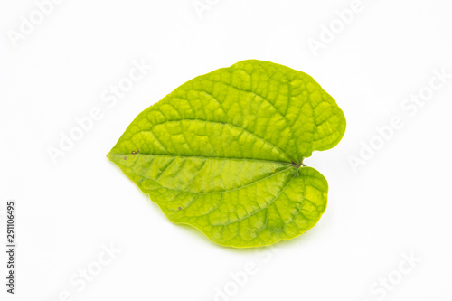 Wild Betel leave in white background