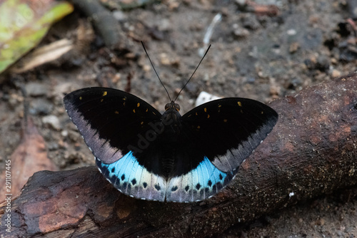 Black-tipped Archduke Lexias dirtea photo