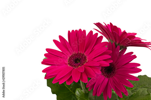 pink gerbera daisy flower isolated