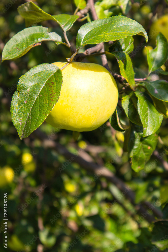 Apple on a branch. Autumn Harvest Season