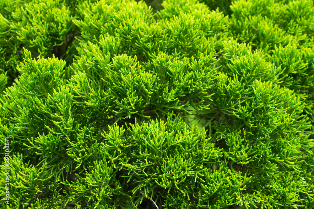 The green leaves of natural pine trees with natural color background