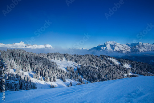 Beautiful view of mountains and snowy fir trees in wintertime.