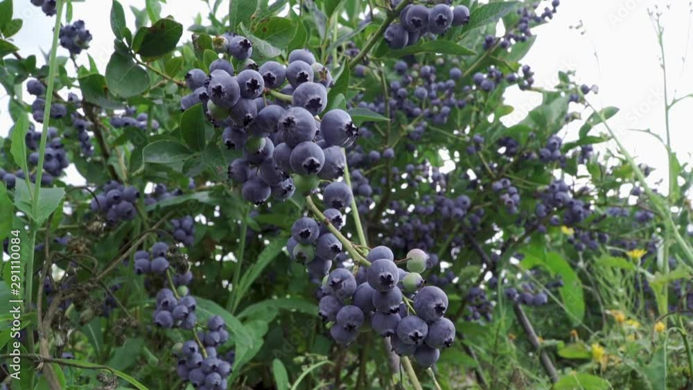 A lot of ripe juicy blueberries growing on the bushes A lot of ripe juicy blueberries growing on the bushes