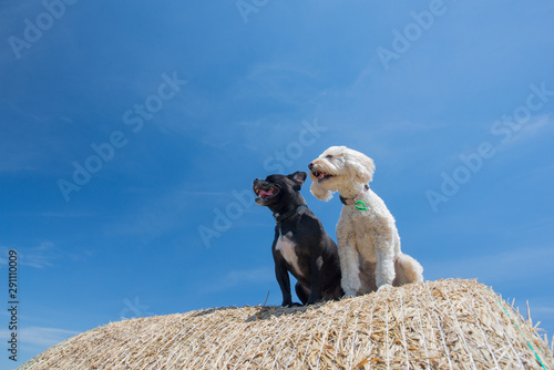 Fototapeta Naklejka Na Ścianę i Meble -  牧草ロールでリラックスする犬達、オーストラリア