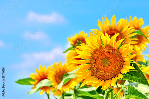                         Sunflower 