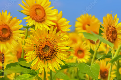                         Sunflower 