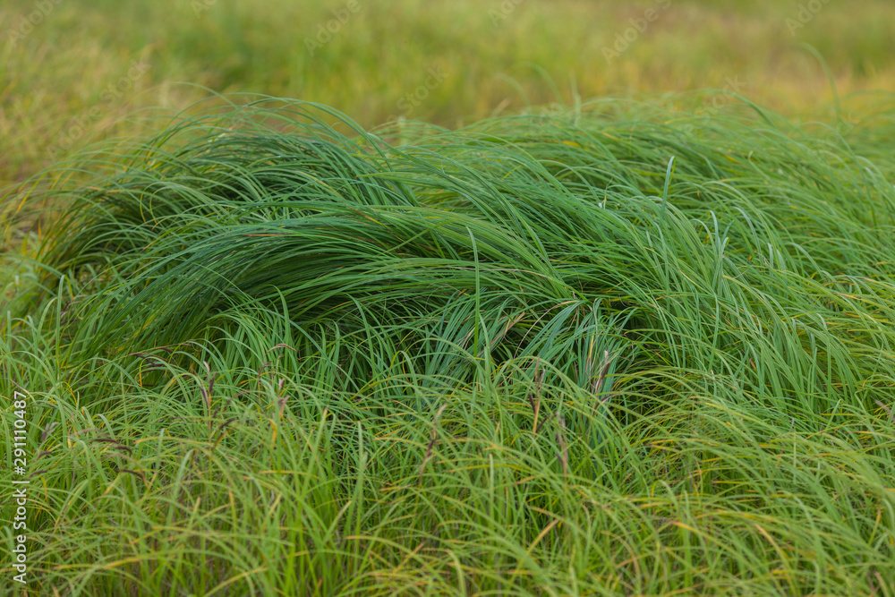 Long green grass. A bush of green grass on the beach. Sedge, photo background with copy space Long green grass. A bush of green grass on the beach. Sedge, photo background with copy space