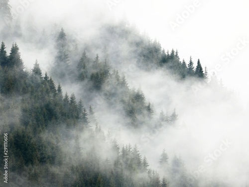 Forest covered in a fog on a rainy summer day