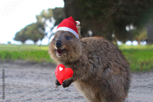 Laughing Christmas Santa quokka - a small Australian kangaroo living on Rottnest Island near Perth (Western Australia)