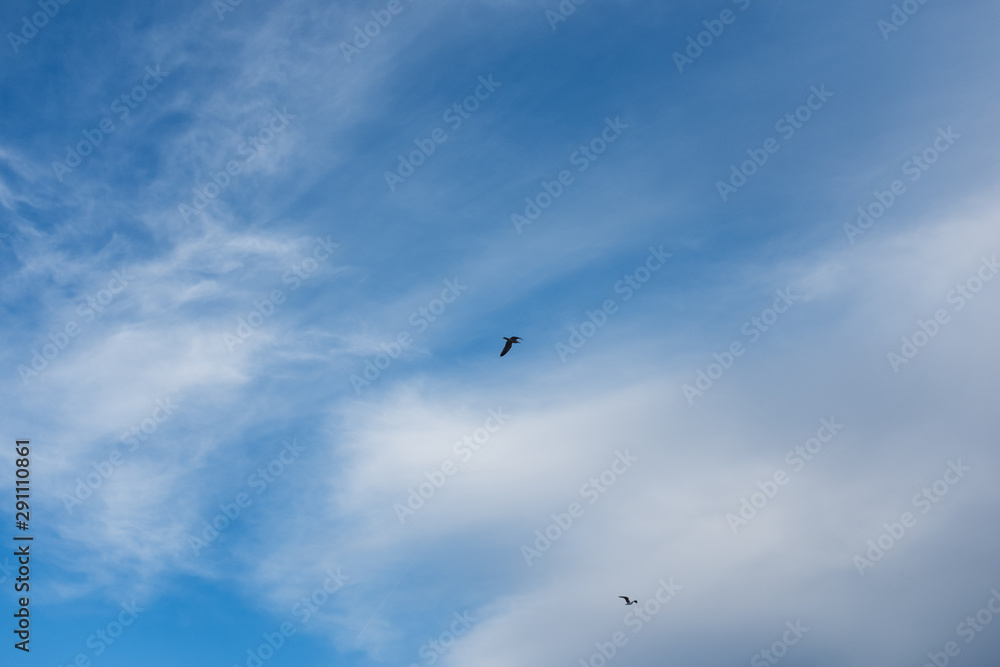 bird furrowing the blue sky, located in the center of the sky bird furrowing the blue sky, located in the center of the sky