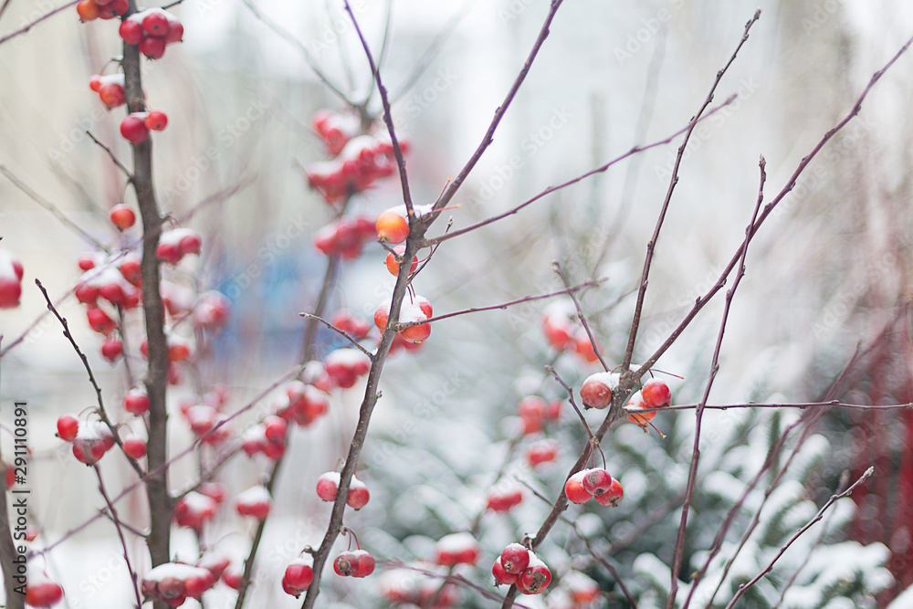 Christmas composition with tree branches in the snow and red apples Christmas composition with tree branches in the snow and red apples