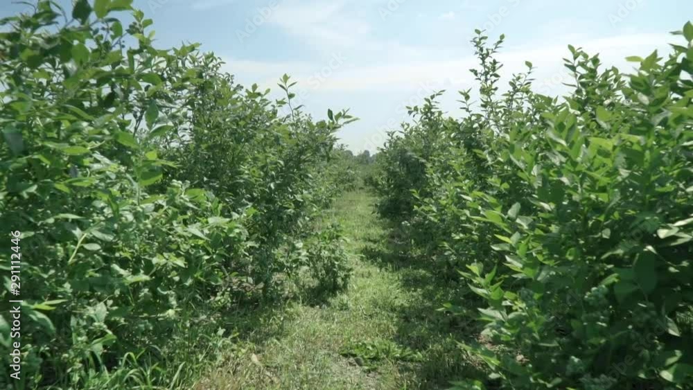 Blueberry plantation. Unripe blueberries grow on bushes against a bright summer sky. Movement of the camera forward along the bushes