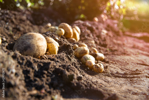 fresh organic potatoes in the field garden gardening