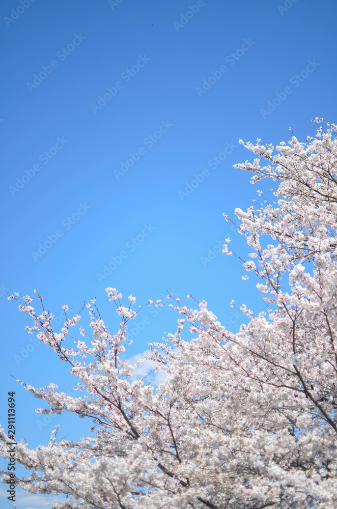 Many of Cherry blossom flower or Sakura or Plum flower on the tree in spring daytime in north of Japan, Sendai-Fukushima area with sunshines