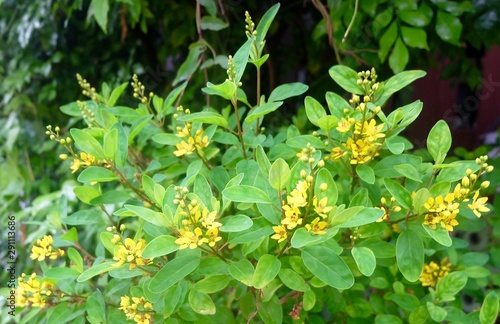 Flowers of Chinese Perfume Plant in The Garden