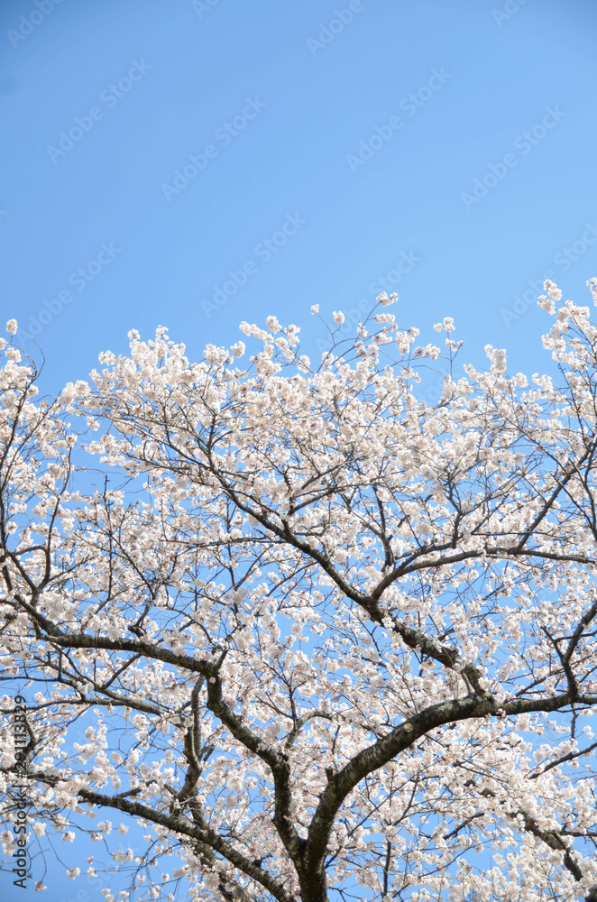 Many of Cherry blossom flower or Sakura or Plum flower on the tree in spring daytime in north of Japan, Sendai-Fukushima area with sunshines