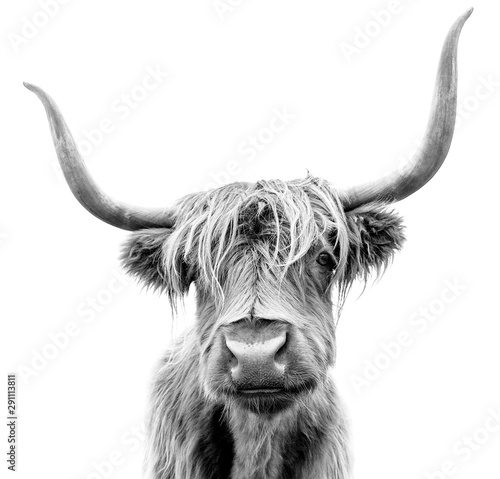 Canvas Print A Highland cow in Scotland.