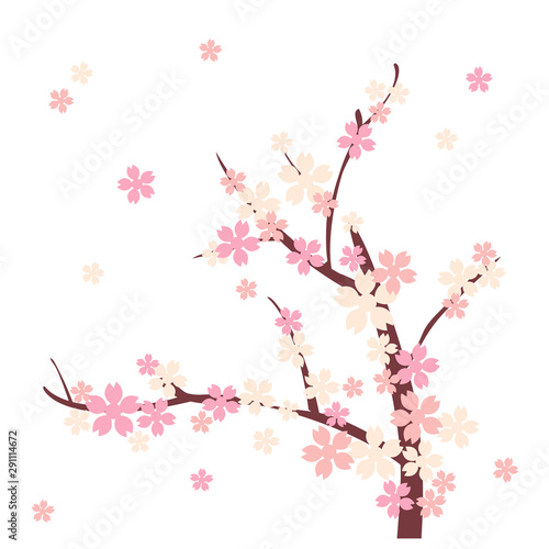 cherry blossom on white background