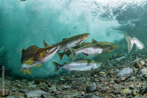 School of Karafuto Trout photo