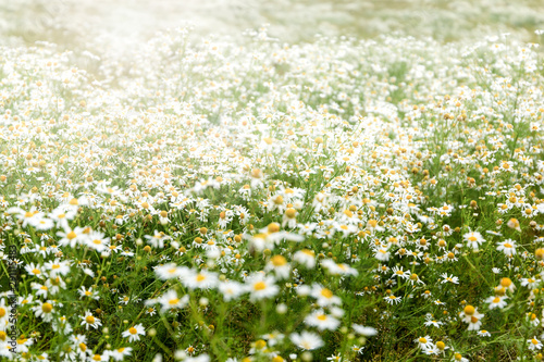 Blooming camomile flowers on a sunset. Medical chamomille.