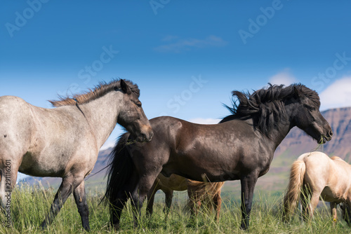 Icelandic horses and beautiful landscape  © surangaw