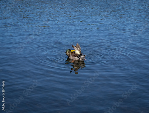 Duck grooming it's wing in the water